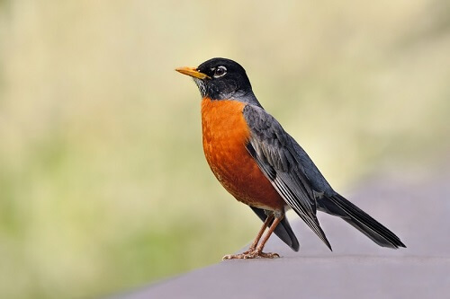 Attracting Birds: The Upside of Downsizing