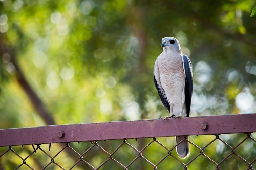 Bird Watching: A Hobby with Benefits for Seniors
