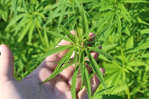 Why So Many Senior Citizens are Turning to CBD