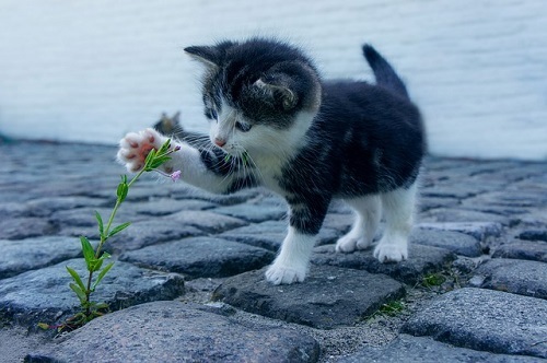 10 Benefits of Pets for Older People