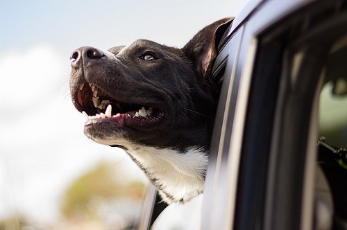 10 Reasons Why Pets Are Good for Seniors