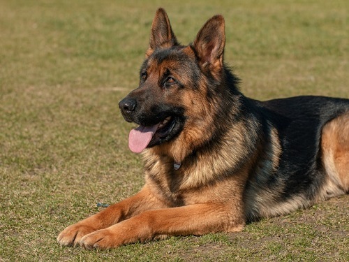 What is an Emotional Support Animal (ESA)