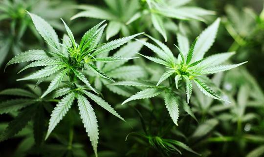 Is Medical Marijuana a Healthy Option for Senior Adults?