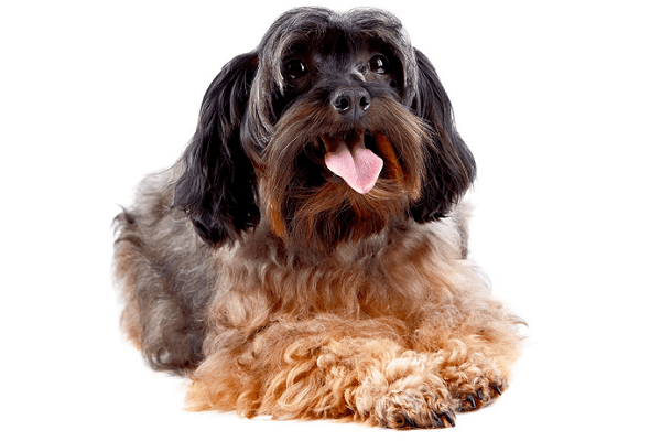 Caring for Your Senior Dog