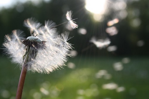 Common Allergies in Alabama Affecting Senior Citizens