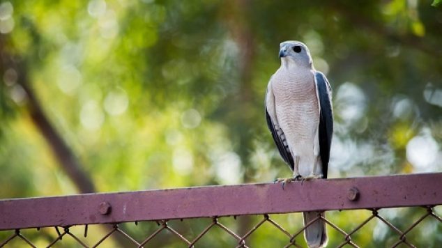 Bird Watching: A Hobby with Benefits for Seniors