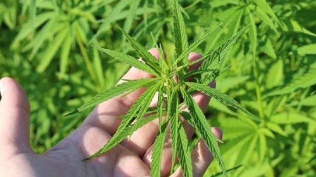 Why So Many Senior Citizens are Turning to CBD