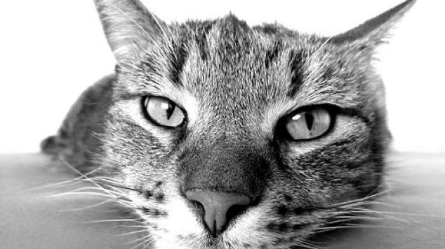 Senior Citizens’ Mental Health Can Benefit from Owning A Cat