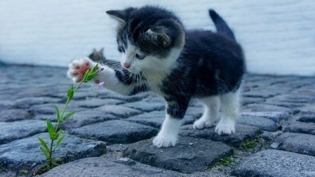 10 Benefits of Pets for Older People