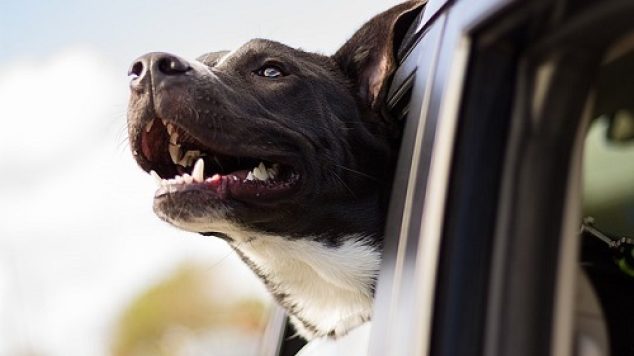 10 Reasons Why Pets Are Good for Seniors
