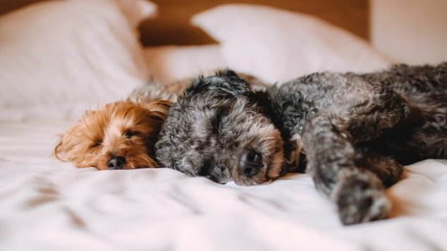 4 Ways Pets Can Be Therapeutic for Senior Citizens