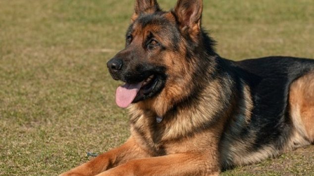 What is an Emotional Support Animal (ESA)