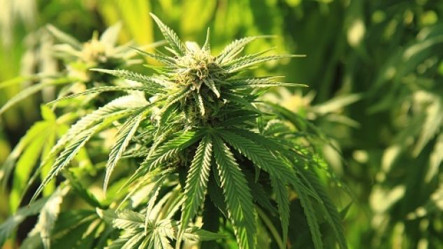 Is Medical Marijuana Legal in Nursing Homes?