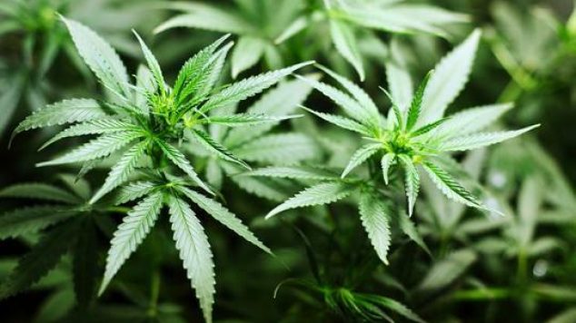 Is Medical Marijuana a Healthy Option for Senior Adults?