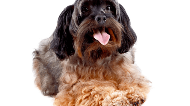 Caring for Your Senior Dog