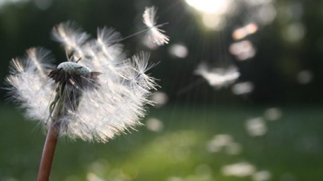 Common Allergies in Alabama Affecting Senior Citizens